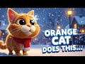 Orange Cat Behaviors A Snow Day Full Of Chaos