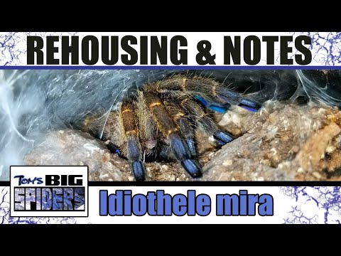 Sklípkavec modronožký (Idiothele mira) — terárium, kŕmenie a správanie