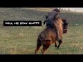 Riding A Buffalo Bareback