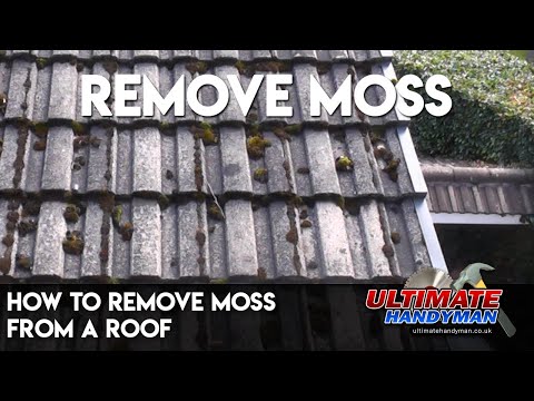download lagu mp3 mp4 Is Moss Growing On Your Roof Bad, download lagu Is Moss Growing On Your Roof Bad gratis, unduh video klip Is Moss Growing On Your Roof Bad