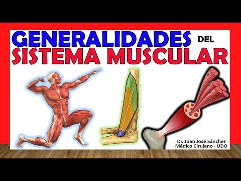 🥇 MUSCLE SYSTEM. Classification, Types and Generalities.