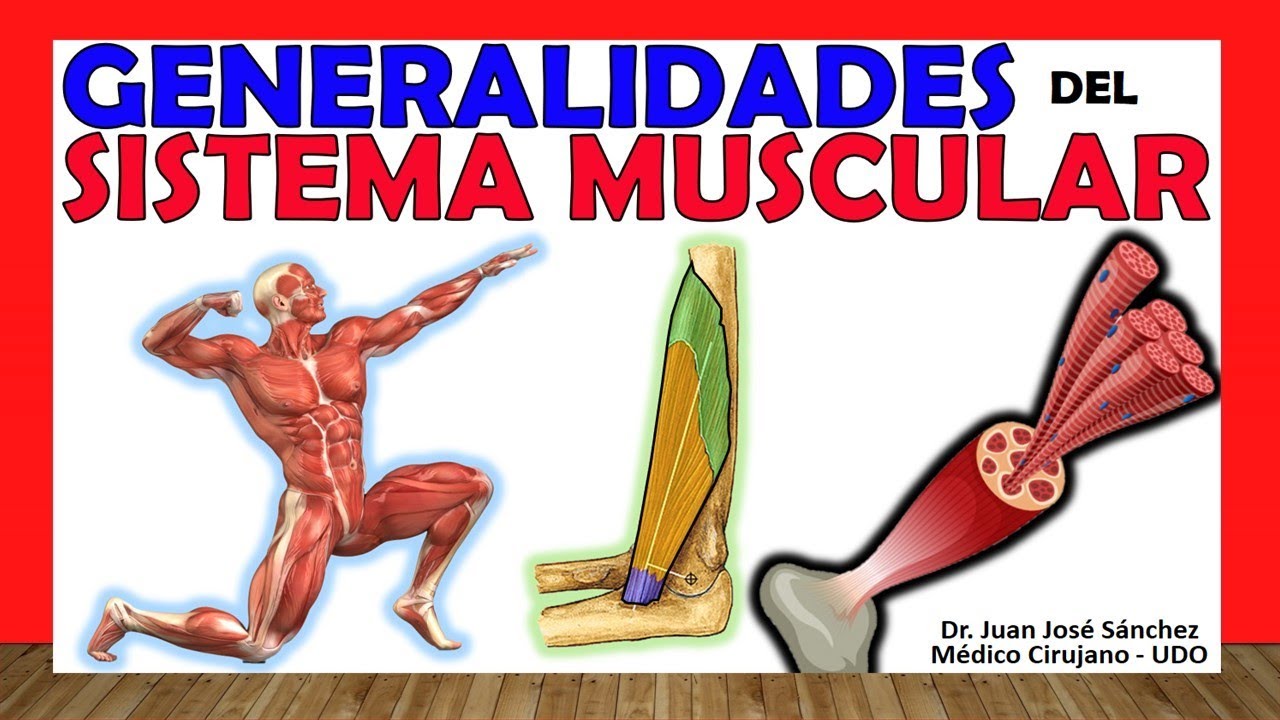 🥇 SISTEMA MUSCULAR. Clasificación, Tipos y Generalidades.