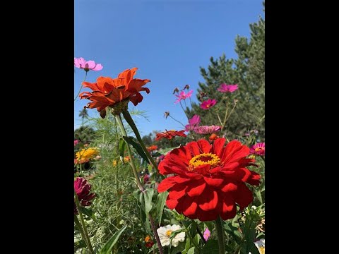 Sofiya Rotaru   -   CHervona ruta 1993.
