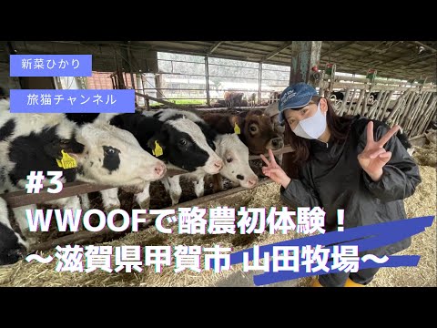 旅猫チャンネル#3.wwoofで初めての酪農体験！山田牧場に行ってきました！