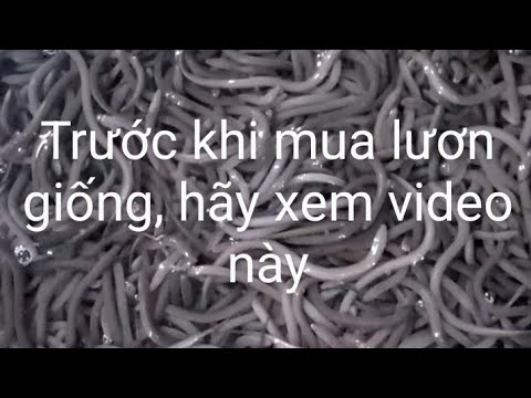 Chia sẻ kinh nghiệm lựa chọn lươn giống khoẻ mạnh, chất lượng