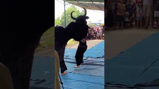 Download lagu Jokine kabur‼️duel maut macan vs banteng #plesirmbarong #bantengan #bantengmacan #shorts mp3