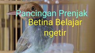 Download lagu Prenjak Betina Belajar ngetir mp3