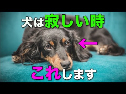飼い主が泣いているのを見た犬はどう思うでしょうか?