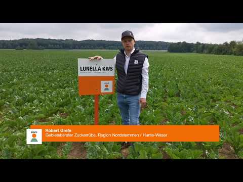 KWS Sortenempfehlungen 2021 - Region Nordstemmen / Hunte Weser