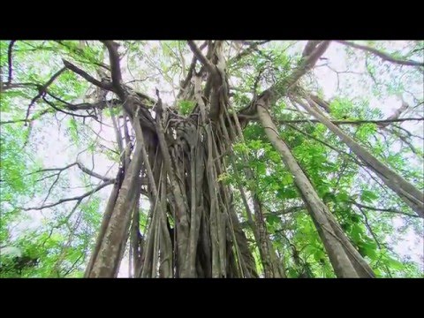 Die neuen Paradiese   Belize   Land zwischen Dschungel und Korallen