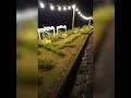 Wisata Malam Cafe Resto Gumuk Rayud