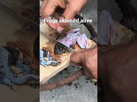 Frogs skinned alive