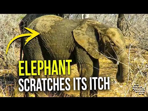Elephant Scratches Its Itch After a Mud Bath Time