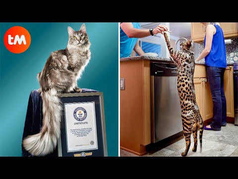10 CATS That Won A GUINNESS RECORD 🐱
