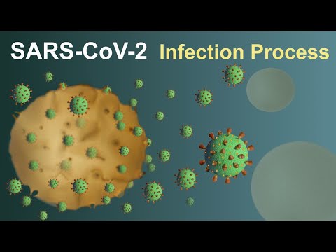 SARS-CoV-2 (Covid-19) Infection Process