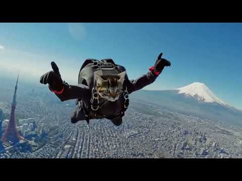 Funny Olympic Game : Cats VE03😺👑