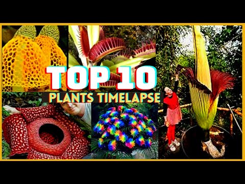 🔔 Top 10 Growing Plants Time lapse Compilation | Relaxing & Satisfying😱