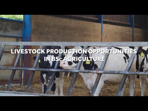 Livestock Production Opportunities in BSc Agriculture play video