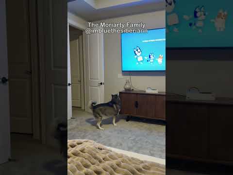 A su hijo le encanta Bluey