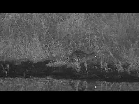 Djuma: Genet catches something across dam (floating bugs makes focus hard to see) - 10:31 - 03/17/20