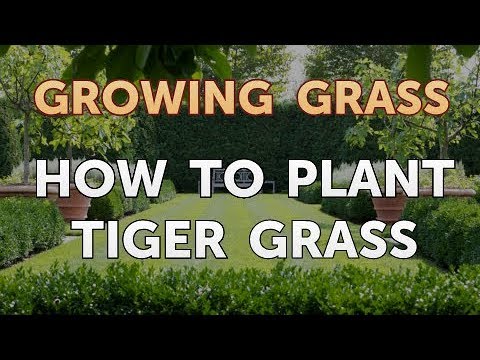 How to Plant Tiger Grass