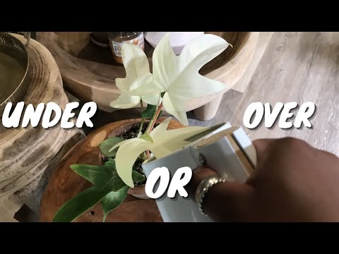 Watering 101: How and When you Should Water your Houseplants