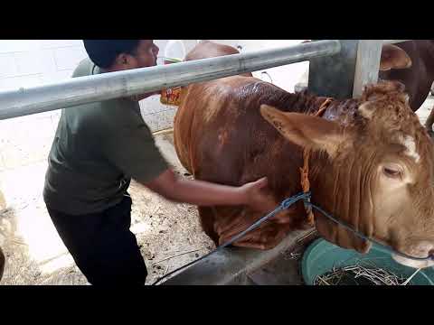 papillomatosis atau kutil pada sapi how to remove papillomas and warts