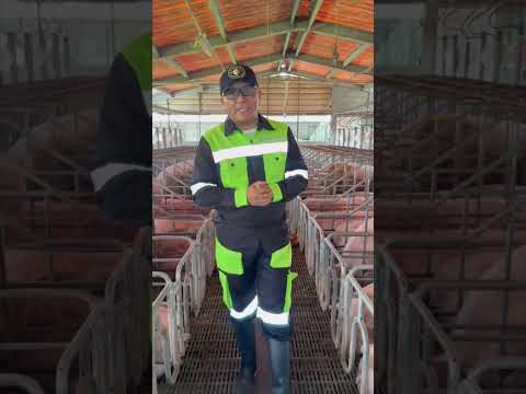Conoce nuestro Proyecto Porcícola en Remedios | Grupo Damasa