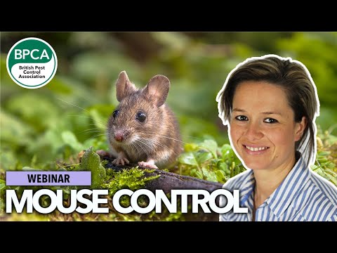 Mouse control: best practice and tips for management
