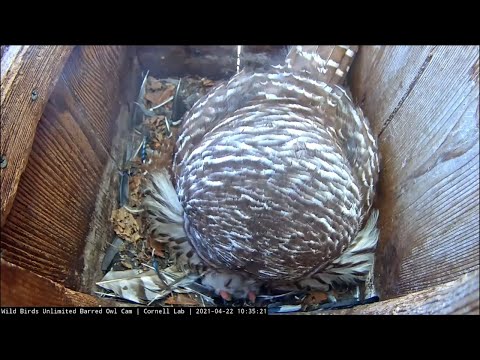 Tiny Owlets Peek Out From Under Female Barred Owl – April 22, 2021