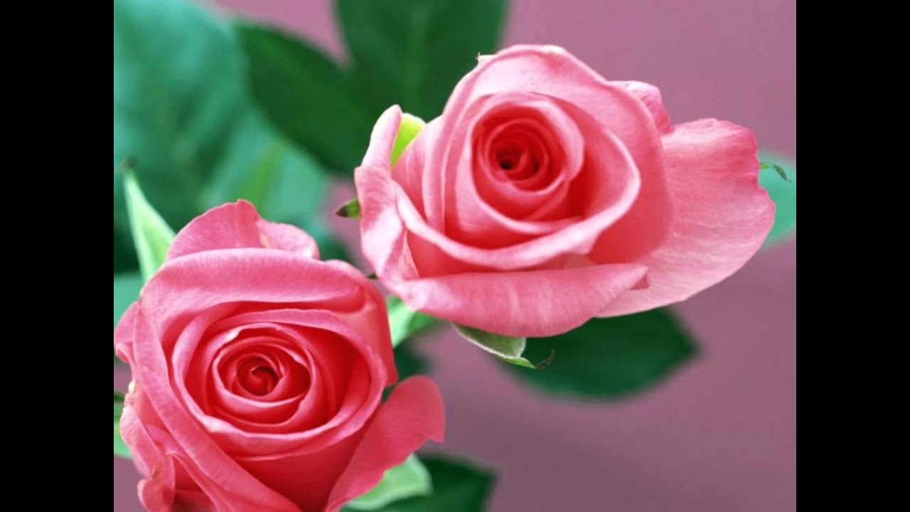 Bas Ek Tumko Sanam Lyrics  | Bank Robbery | Akshay Anand, Mohnish Bahl | Kumar Sanu, Sadhana Sargam | Kishore Sharma, Mahesh Sharma