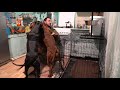 Питбули dragon life. Смотреть фото Питбули dragon life. Смотреть картинку Питбули dragon life. Картинка про Питбули dragon life. Фото Питбули dragon life
