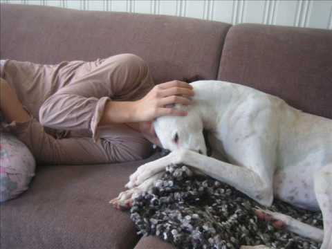 Galgo Copito's New life