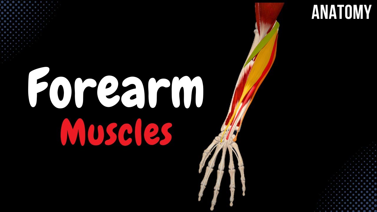Muscles of the Forearm (Division, Origin, Insertion, Function)