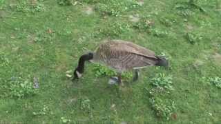 Jedward - Leave a Mark (Fan Cover)