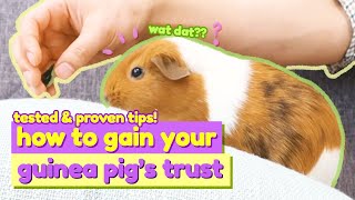 How To Make Your Guinea Pig Love You: Ep.3 | Tips For Beginners | GuineaDad