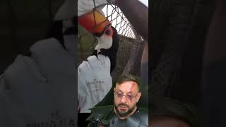 Resgate de Tucano preso na tela em Gavião Peixoto SP #biologohenrique #animais #biologo