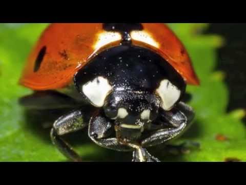 Ladybird Beetle is Useful, Get to Know About its Life Cycle