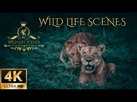 Ultimate Wild Animals Collection in 4K ULTRA HD I wildlife animals I