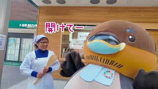 2026/4/1放送・知ったかぶりカイツブリにゅーす