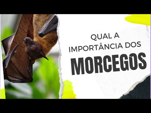 Importancia dos morcegos