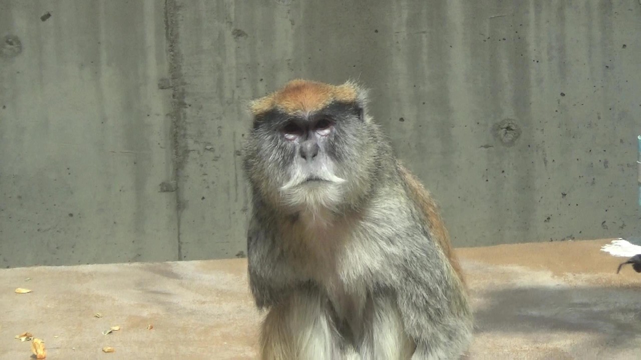 パタスザルさんが可愛い❤ Cute patas monkey #5　【Cute animal videos】