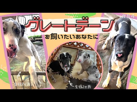 グレートデーンの餌の量 - グレートデーンの成長グラフ