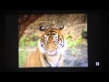 Barney Let S Go To The Zoo Song 6 The Tiger Song