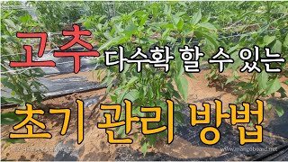 고추를 많이 수확할 수 있는 방법 중 하나인 초기관리법!!