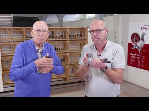 The story of Janssen pigeons at Hans and Evert Jan Eijerkamp 2019 03 20