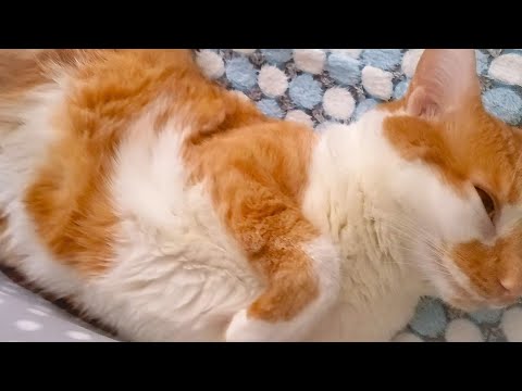 Cat Sleeps with Eyes Open