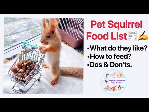 Most Detailed Squirrel Food List Suggestion‼️Feed, Eat, Care Guide & Tips, Diet ,Nuts, Call