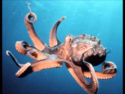 The Octopus - The Block (Feat. MF DOOM)