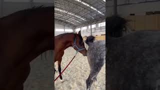 Download lagu Stallion Horse Breeding season short video mp3